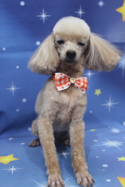 千葉県船橋市のトイプードルのトリミング画像