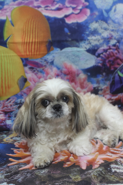 千葉県鎌ケ谷市のシーズーのトリミング前画像