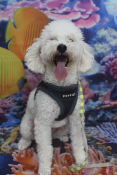 千葉県市川市のトイプードルのトリミング前画像