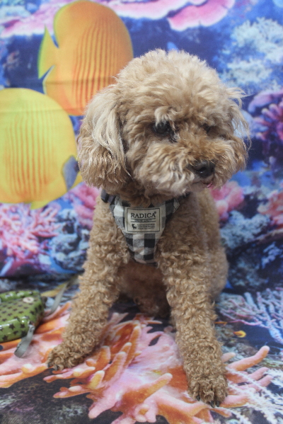 千葉県鎌ヶ谷市のトイプードルのトリミング前画像