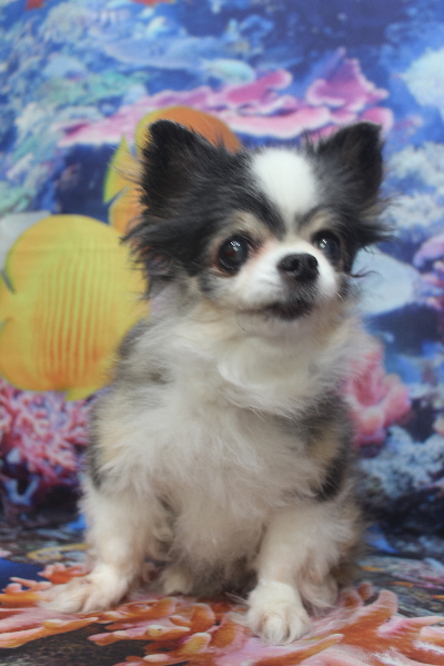 千葉県鎌ケ谷市のチワワのトリミング前画像