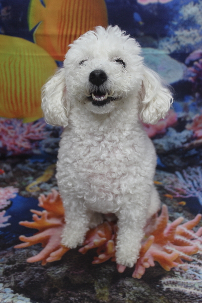 千葉県船橋市のトイプードルのトリミング前画像