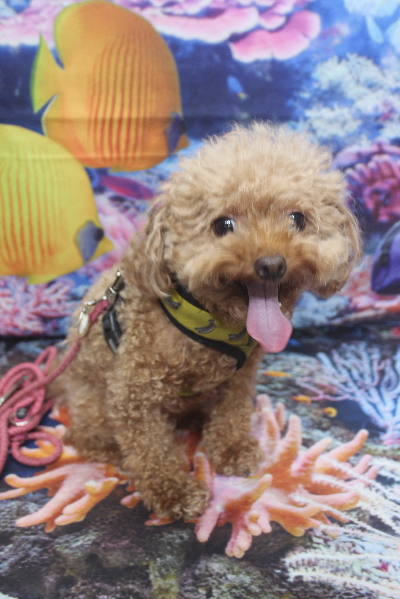 千葉県船橋市のトイプードルのトリミング前画像