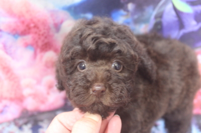 トイプードルブリーダーの子犬、トリミング画像
