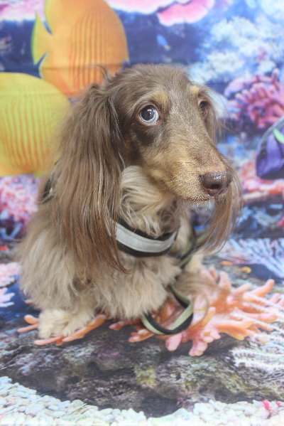 千葉県松戸市のミニチュアダックスのトリミング前画像