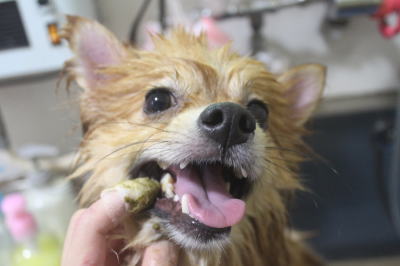 千葉県船橋市ポメラニアンの歯磨き画像