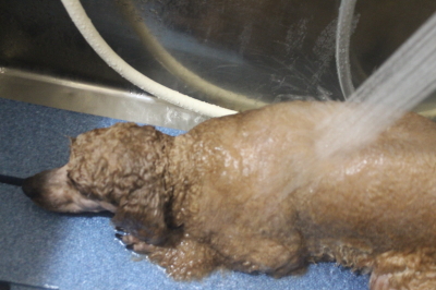 千葉県鎌ヶ谷市のトイプードルのオゾンシャワー画像