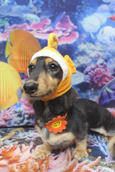 千葉県船橋市のミニチュアダックスのトリミング画像