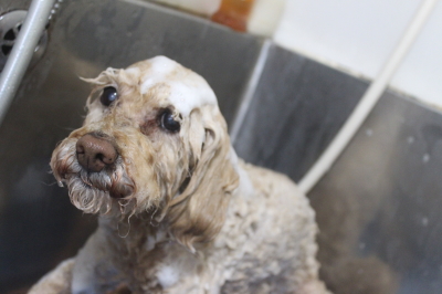 千葉県船橋市のトイプードルのシャンプー画像