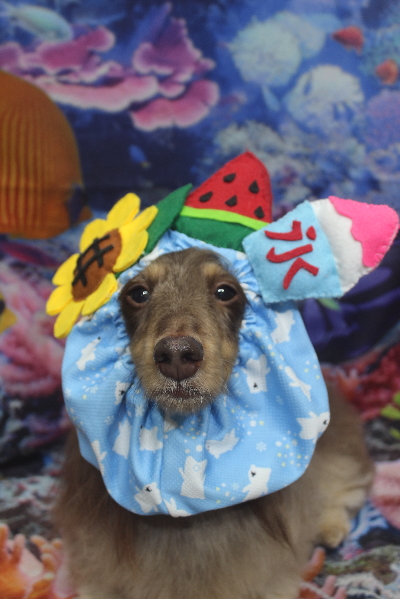 千葉県松戸市のミニチュアダックスのトリミング画像