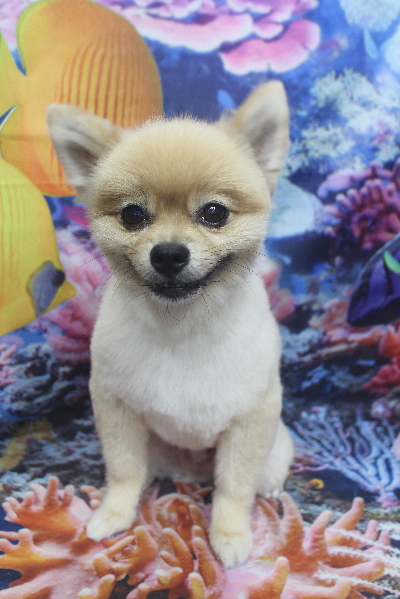 千葉県船橋市のポメラニアンのトリミング画像