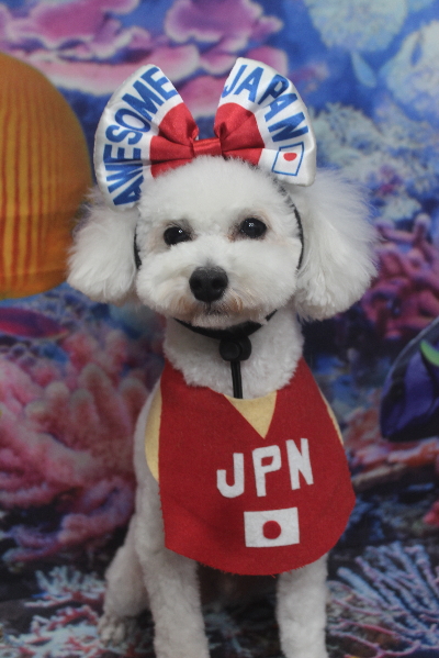 千葉県市川市のトイプードルのトリミング画像