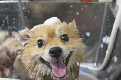 千葉県船橋市ポメラニアンのシャンプー画像