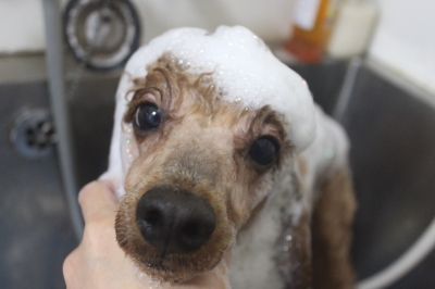 千葉県鎌ヶ谷市のトイプードルのシャンプー画像
