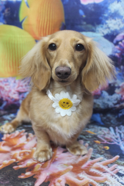 千葉県船橋市のミニチュアダックスのトリミング画像