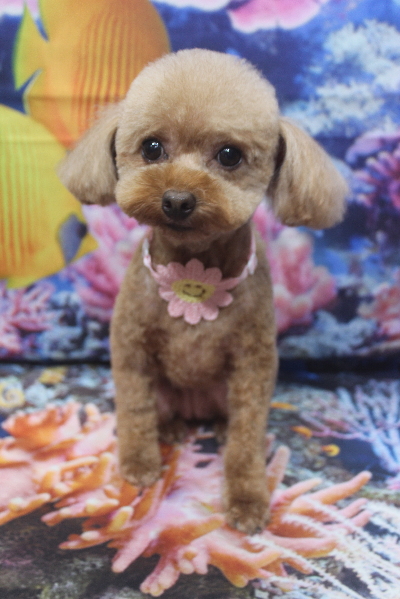 千葉県船橋市のトイプードルのトリミング画像