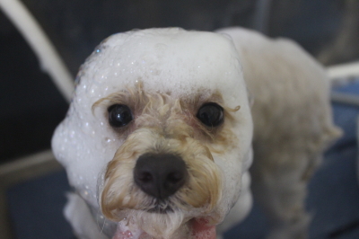 千葉県鎌ヶ谷市のトイプードルのシャンプー画像
