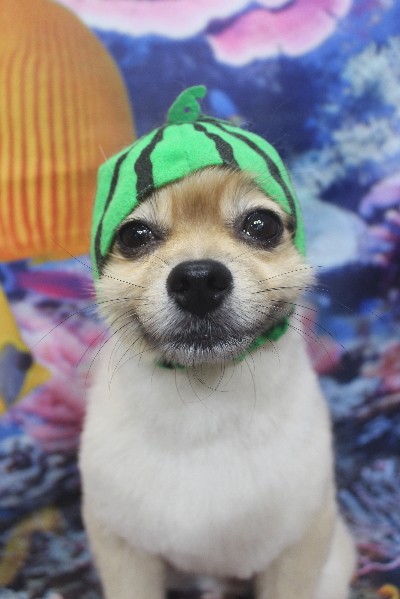 千葉県船橋市のポメラニアンのトリミング画像