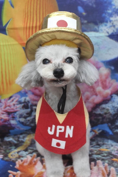 千葉県印西市のトイプードルのトリミング画像