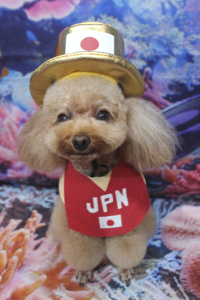 千葉県千葉市のトイプードルのトリミング画像