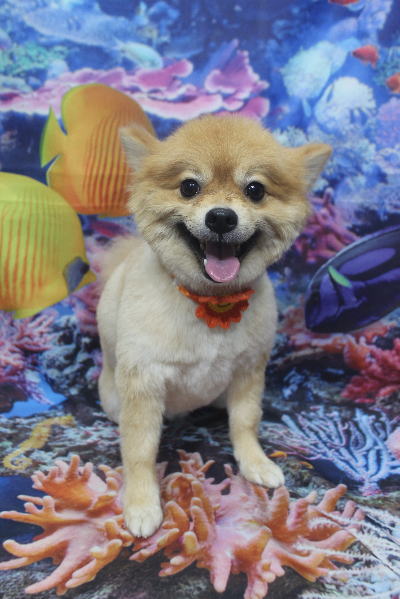 千葉県船橋市ポメラニアンのトリミング画像