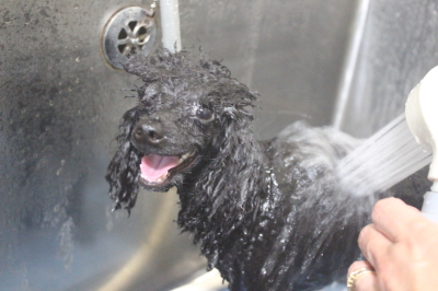 千葉県鎌ヶ谷市のトイプードルのオゾンシャワー画像