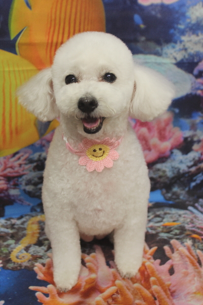 千葉県船橋市のトイプードルのトリミング画像