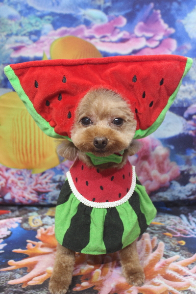 千葉県船橋市のトイプードルのトリミング画像