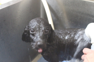 千葉県鎌ヶ谷市のトイプードルのオゾンシャワー画像