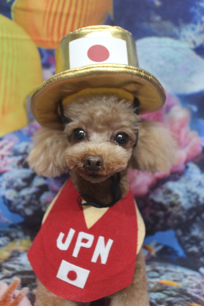 千葉県印西市のトイプードルのトリミング画像