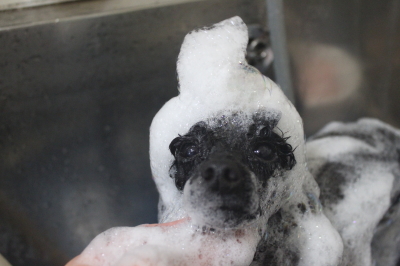 千葉県鎌ヶ谷市のトイプードルのシャンプー画像