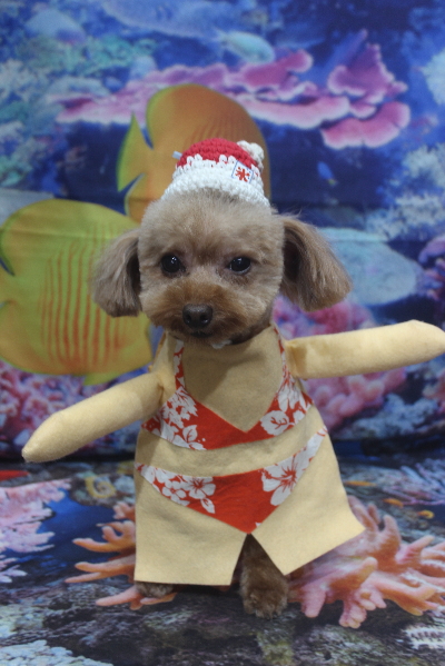 千葉県船橋市のトイプードルのトリミング画像