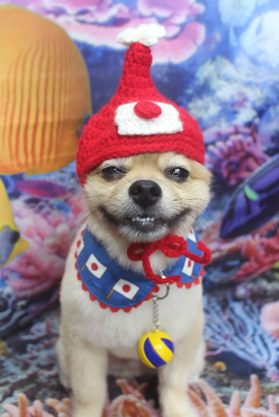 千葉県船橋市のポメラニアンのトリミング画像