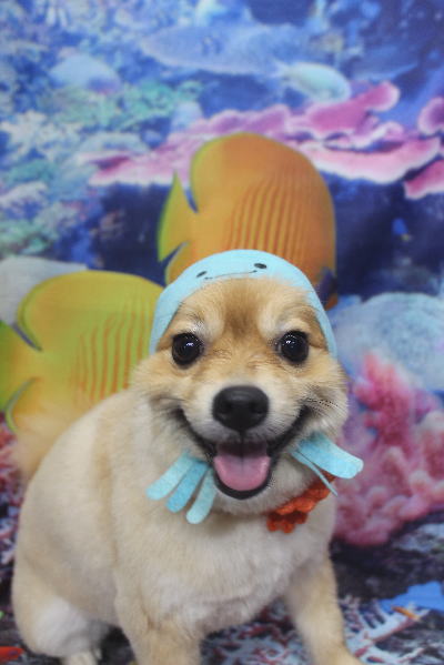 千葉県船橋市ポメラニアンのトリミング画像