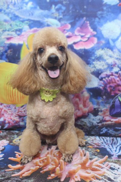 千葉県鎌ヶ谷市のトイプードルのトリミング画像