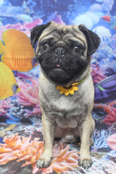 千葉県鎌ケ谷市のパグのトリミング画像