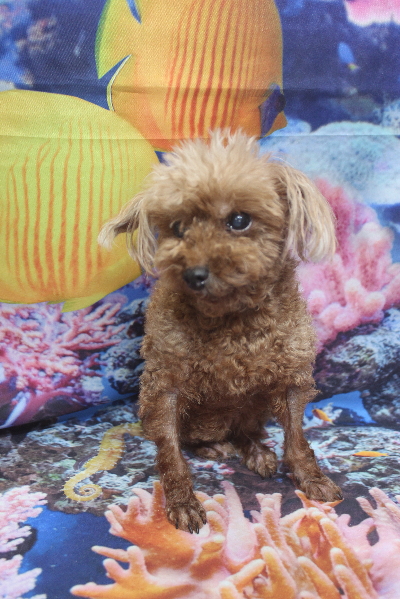 千葉県鎌ケ谷市のトイプードルのトリミング前画像