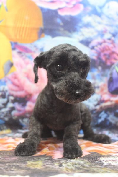 トイプードルブリーダーの成犬、トリミング前画像