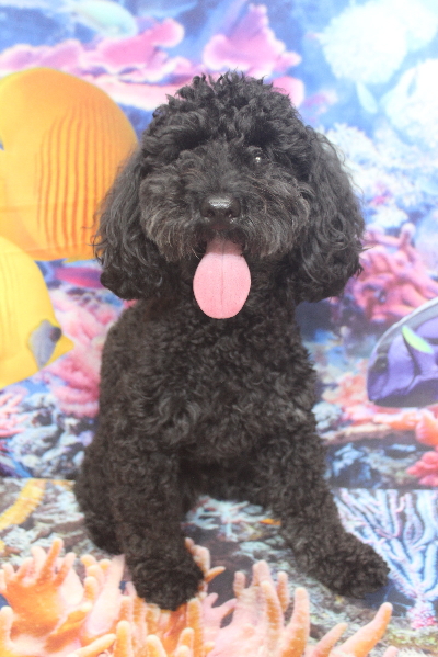 千葉県船橋市のトイプードルのトリミング前画像