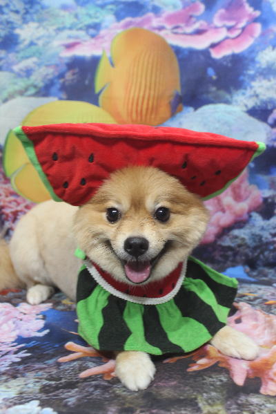 千葉県船橋市ポメラニアンのトリミング画像