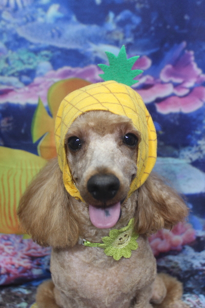 千葉県鎌ヶ谷市のトイプードルのトリミング画像