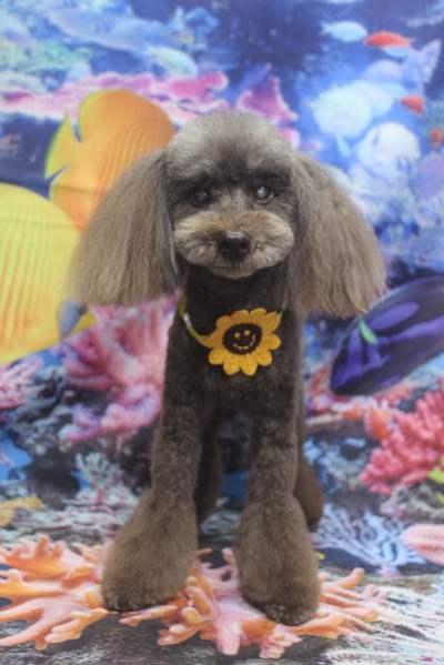 千葉県船橋市のトイプードルのトリミング画像