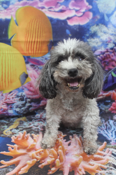 千葉県鎌ケ谷市のトイプードルのトリミング前画像