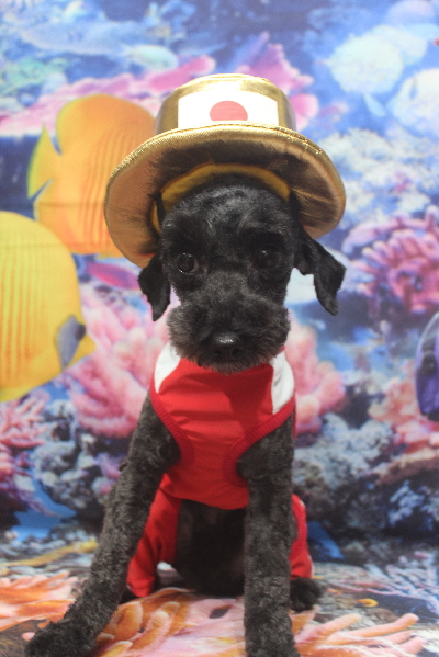 トイプードルブリーダーの成犬、トリミング前画像