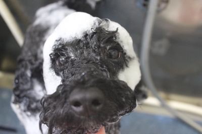 千葉県船橋市のトイプードルのシャンプー画像