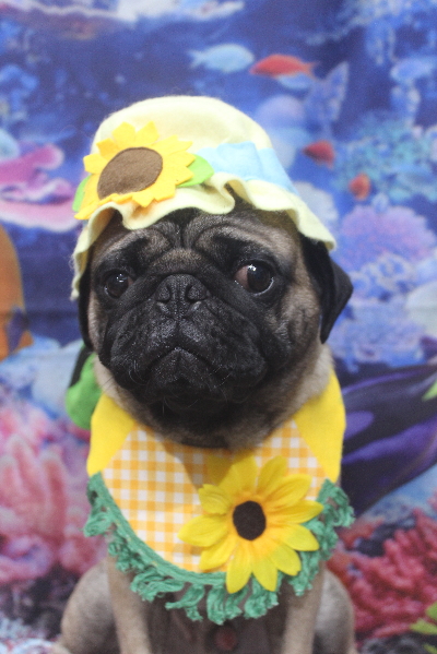 千葉県鎌ケ谷市のパグのトリミング画像