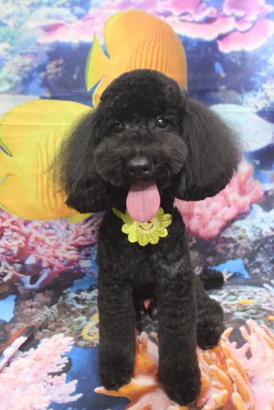 千葉県船橋市のトイプードルのトリミング画像