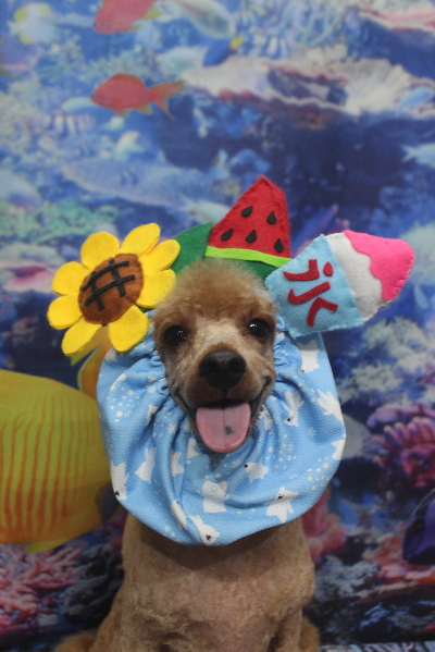 千葉県鎌ヶ谷市のトイプードルのトリミング画像