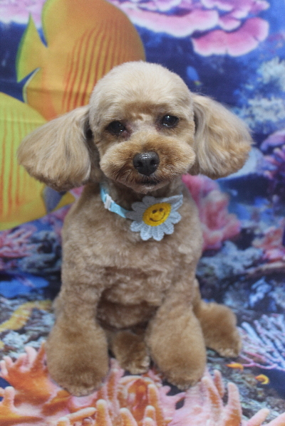 千葉県船橋市のトイプードルのトリミング画像