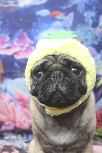 千葉県鎌ケ谷市のパグのトリミング画像